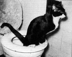 cat-toilet.jpg